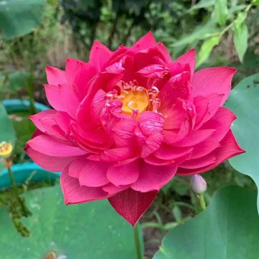 🌸[7 days germination]💐The Sacred Bonsai Bowl Lotus Flower