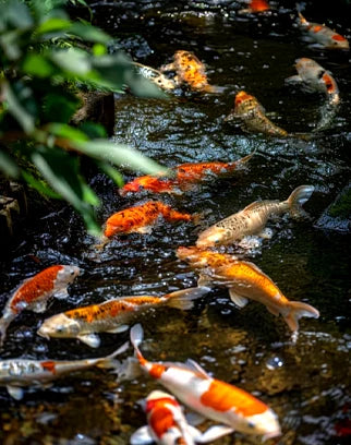 Outdoor Koi Ponds
