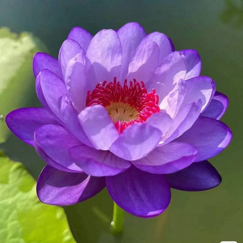 🌸[7 days germination]💐The Sacred Bonsai Bowl Lotus Flower
