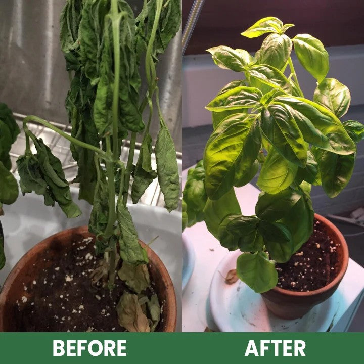 Plant Growth Nutrient Liquid