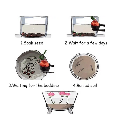 🌸[7 days germination]💐The Sacred Bonsai Bowl Lotus Flower